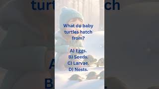 What do baby turtles hatch from 🐢A Eggs 🥚B Seeds 🌱C Larvae 🐛D Nests 🏡 quizetime quiz shorts [upl. by Gussi]