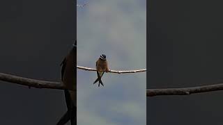 Whiskered Treeswift  female [upl. by Nnyliram]