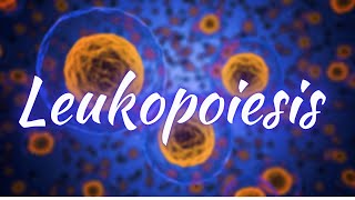 Leukopoiesis  Blood physiology  1st year MBBS [upl. by Laughlin]