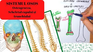 ADMITERE MEDICINA SISTEMUL OSOS 1 Osteogeneza Scheletul capului si al trunchiului [upl. by Francklyn928]