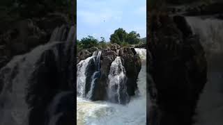 Hogenakkal falls😍waterfall video hogenakkal shorts ambikapathy nature dharmapuri [upl. by Heater]