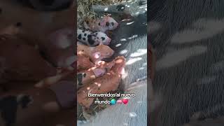 chanchitos bebes hermosos Bienvenidos al nuevo mundo🌏🐖♥️ [upl. by Kolivas]