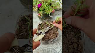 Plant portulaca flower in pot plastic bottle shortvideo garden howtogrowportulaca diy nature [upl. by Thunell845]