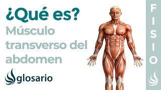 Músculo TRANSVERSO DEL ABDOMEN  Qué es ejercicios función origen e inserción [upl. by Chapnick]