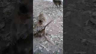 Wildlife monkey in Amber troop monkey wildanimal shortsvideo [upl. by Nyrb]