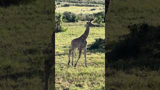 Baby giraffe maasaimara kenya safari [upl. by Car]