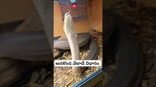 కొండచిలువ అనకొండ వేటాడే విధానం anakonda python killing prey Wildlife in USA telugu vlogs [upl. by Rakso]