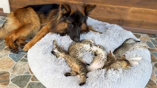 Foster Kittens Only Fall Asleep Next to Their German Shepherd Nanny [upl. by Annawaj]