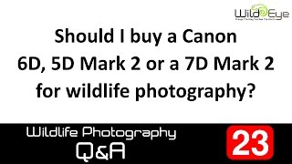 Wildlife Photography QampA 23  Canon 6D 5D2 or 7D2 [upl. by Milak]