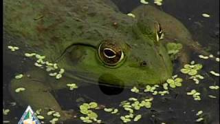 Bullfrog [upl. by Areip633]