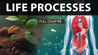 Life Processes Class 10 full Chapter Fully Animated  Class 10 Science Chapter 6  CBSE  NCERT [upl. by Aynosal]