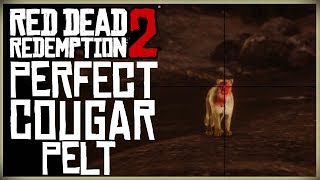 HOW TO GET A PERFECT COUGAR PELT  RED DEAD REDEMPTION 2 PRISTINE COUGAR HUNT [upl. by Aikar]