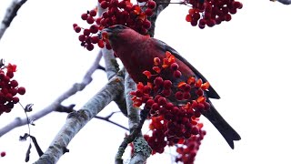 Tallbit Pine grosbeak pinicola enucleator Roliden 20241109 [upl. by Allecram233]