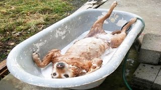 Funny Dog Bathing Compilation [upl. by Drawyeh]