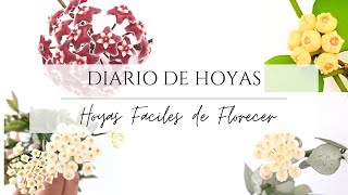 8 Hoya fácil de Florecer [upl. by Benoite7]