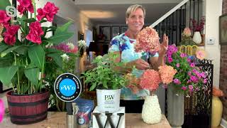 Phillip Watson Designs 1Piece Proven Winners Limelight Prime Hydrangea Plant on QVC [upl. by Kania]