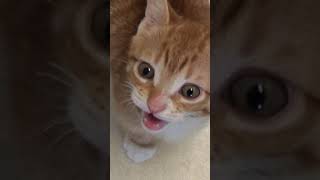 Cute Cats and Kittens Meowing Compilation shorts [upl. by Ecnerret]