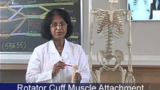 Upper Limb 1 of 4 Osteology of the Upper Limb [upl. by Enyedy]