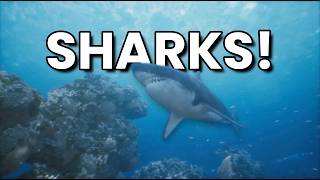 The Majestic World of Sharks  A Deep Dive [upl. by Birmingham]