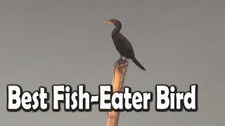 Facts About The Great Cormorant Birds  The World’s Best FishEater Bird [upl. by Tadio]