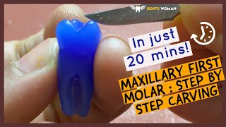 Maxillary First Molar Carving for beginners toothcarvingtutorial maxillaryfirstmolarcarving [upl. by Christean]