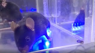 Optogenetics develops painlike behavior in mice [upl. by Wiener]