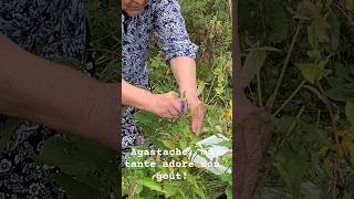 Agastache cueillette avec tata Victoria faitmaisonparclaudiab autonomie laurentides [upl. by Nayab]