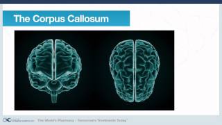 Nootropics Series  Part 2 Piracetam The original smart drug [upl. by Rube]