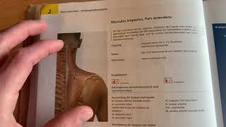 Anatomie  Musculus trapezius Pars ascendens [upl. by Kondon370]