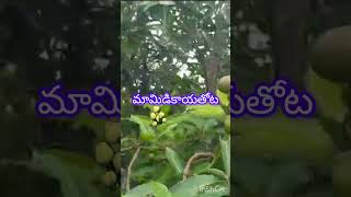 mangoes tree 🌴🌴 mango garden youtube short  trending akshiallinonevlogs [upl. by Naima]