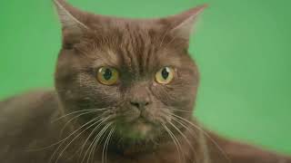 Persian vs British Shorthair  The Ultimate Cat Breed [upl. by Einama]