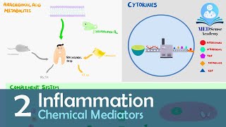 Chemical Mediators of Inflammation [upl. by Ailene]