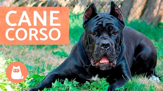 Cane corso  Características y adiestramiento del CANE CORSO [upl. by Daugherty]