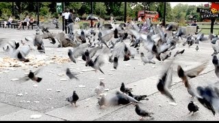 Trollstation Laxative Pigeon Prank [upl. by Vincenty]