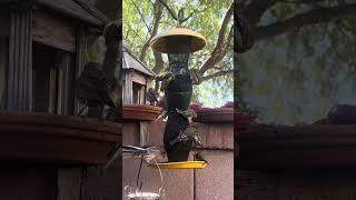 Goldfinches Eating Nyjer Seed in Fall [upl. by Katya]