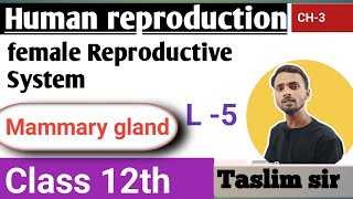 class 12th Biology chapter 3  mammary gland  human reproduction [upl. by Aramal578]