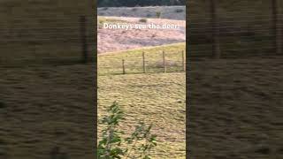 eavesacres farm donkey sees the deer playing in the field [upl. by Sou]