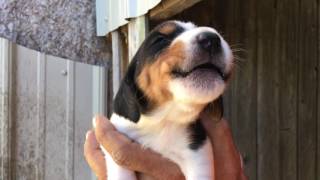 The funniest 2wk old howling puppy [upl. by Enelehs]