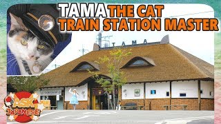 Japan has a CAT as STATION MASTER and we wanna see why [upl. by Oralee]