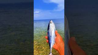 Found dead tongkolfish on the beach shorts shortvideo viralvideo [upl. by Enneite]