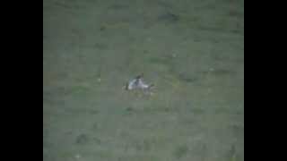 135 yard fox shot with 17hmr [upl. by Pasquale]