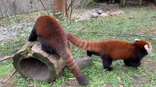 Adorable Red Panda Facts You Didnt Know [upl. by Ainar317]