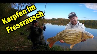 Karpfenangeln im Herbst Schuppenkarpfen im Fressrausch [upl. by Morrison]