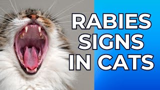 Rabies Signs in Cats  Rabies Symptoms in Cats [upl. by Aihsem]