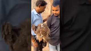 First bird rescue rescuestraydogs doglover explore animals streetdogshelp dogowner pets [upl. by Keli]