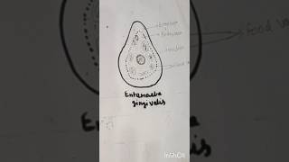 Entamoeba gingivalis। entamoeba diagram। shortvideo easydrawing BioDiagram। [upl. by Eissac890]