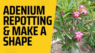 Adenium  Repotting amp make a Shape adenium desertrose [upl. by Mamie923]