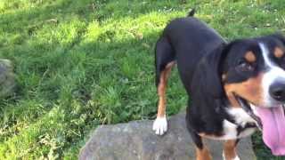 An Entlebucher Mountain Dogs Waggy Tails Alfies Blog [upl. by Rennoc]