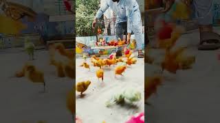 Cute chicks hen cute chicks chicken viralvideo viralshort trending [upl. by Rogergcam216]