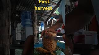 Pinya first harvest bfarm [upl. by Dnalyram]